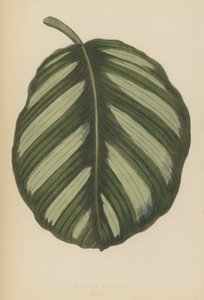 Maranta Fasciata - English School